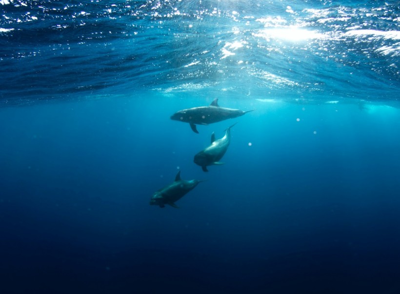 Vaquita Porpoise: International Whaling Commission Issues
Extinction Alert for World's Smallest Cetacean