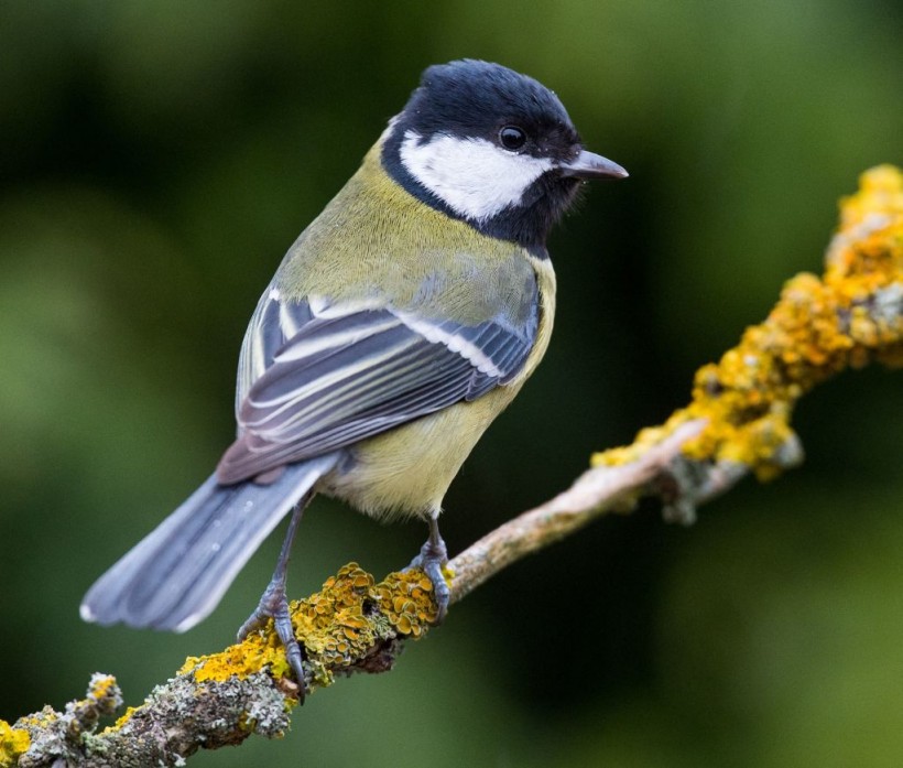 Great Tits in the City: Urban Environments Influence Feather
Color