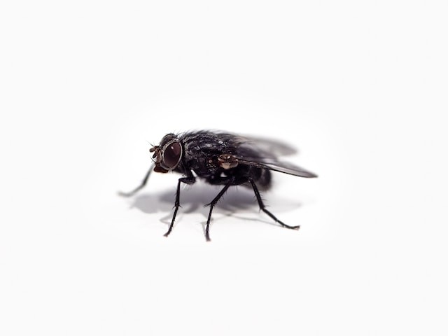 Dead Flies Are Not Useless: They Can Be Transformed Into
Biodegradable Polymers