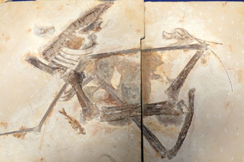 Venetoraptor Gassenae: New Species of Reptile Was Pterosaur
Ancestor