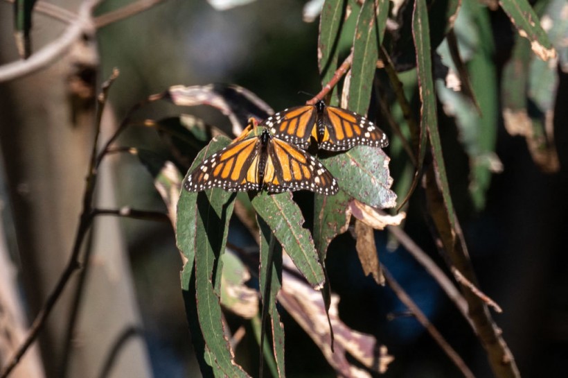 Unique Monarch Butterfly from North America Suffers From
Population Decline Urging for More Conservation Efforts