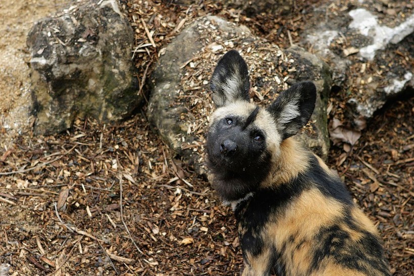 African Wild Dogs Use Panting as a Cooling Mechanism in High
Temperatures, a New Study Finds