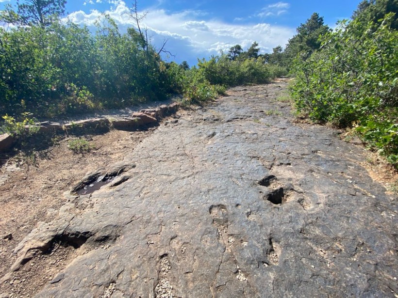 example of dinosaur tracks