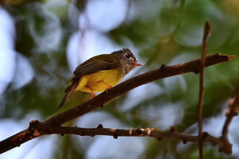 Perching Birds Evolved: New Study Challenges Classic
Theories of Adaptive Radiation