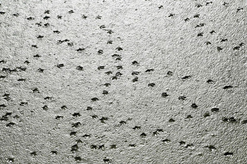 sample of bird footprints
