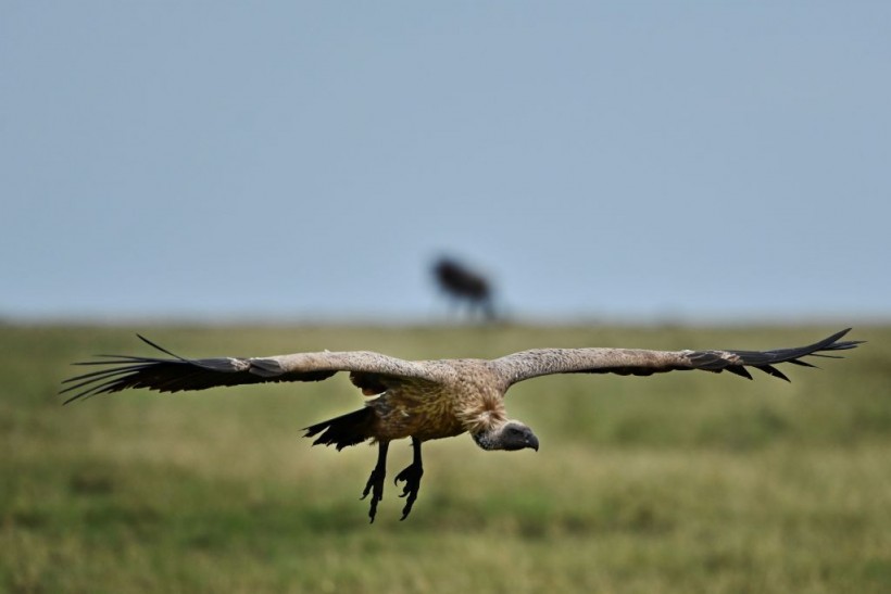 birds of prey in Kenya