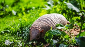 US Leprosy: Ancient Disease Resurgence in Some Parts of the Country No Longer Linked to Animal Exposure, Especially from Armadillos