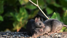 Zombie Mice Infestation: Over 1 Million Bird-Eating Rodents to Undergo 'Mass Extermination' on Marion Island