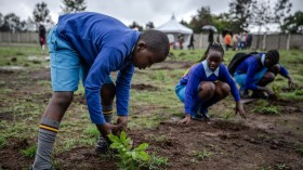 Students planting tree seedlings in Nairobi (Stock photo)