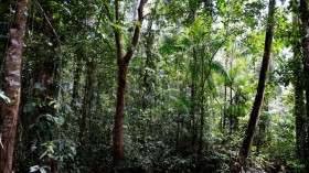 Guianan forest in Camopi
