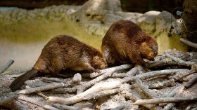 North American beavers