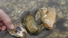 Red Tide Affects Clam Industry In Cape Cod
