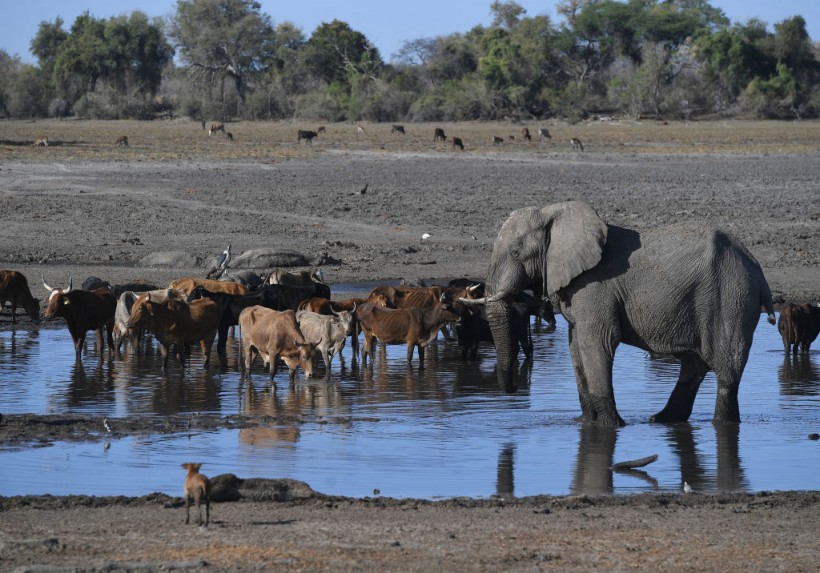 Botswana's wildlife