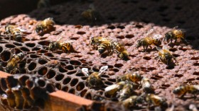 COLOMBIA-ENVIRONMENT-APICULTURE-FOREST-POLLUTION