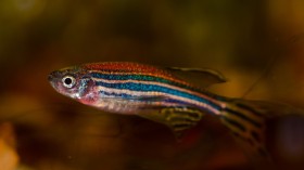 Zebrafish Heart Regeneration: Why Other Fish Species Cannot Heal Damaged Cardiac Tissue, Scientists Explain Why