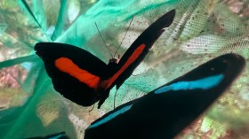 ECUADOR-CLIMATE CHANGE-SCIENCE-BUTTERFLY