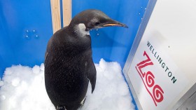 The emperor penguin nicknamed "Happy Fee