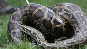 Hunters Gather In Florida Everglades To Capture Pythons In "Python Bowl"
