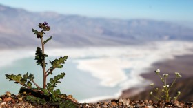 Death Valley Blooms With Spring Wildflowers