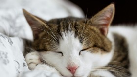 Cat Dreams Are 'Real' But Can We Determine What They Are?