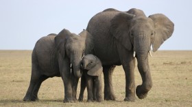 African Elephants Use Defecation, Urination and Secretion to Greet Their Kin, 71% of the Time [Study]