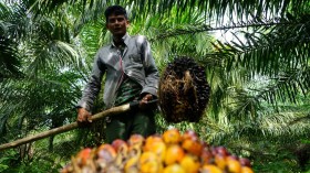 INDONESIA-AGRICULTURE-PALM OIL