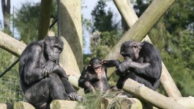 Chimpanzee Behavior: Chimp Wars Show That Murder and Violence are Not Exclusive to Humans [Report]