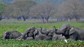  A herd of wild Asiatic elephants