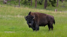 Bison Herd Consisting of 170 Reintroduced Individuals in Romania Could Store Carbon Emissions Equivalent to 43,000 Cars [Study]