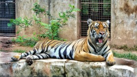 Animal Captivity Ban: Costa Rica to Close State Zoos and Prohibit Caged Wild Animals Following 11 Years of Litigation