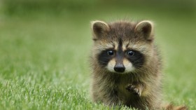 Japan Raccoon Infestation: Tokyo Launches Campaign to Battle Disruptive North American Raccoons