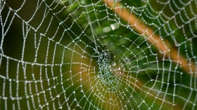 Spider Silk Found as Potential Source for Creating World's Most Powerful Microphones [Research]
