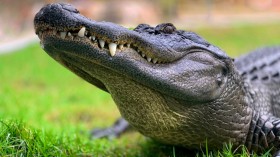 Texas Alligator Attack: Remains of Missing Woman Found Inside Jaws of Gator in the Greater Houston Area