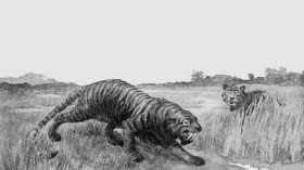 Saber-Toothed Cat Called 'Homotherium' May Have Roamed Submerged Continental Shelf Between Texas and Florida At Least 12,000 Years Ago [Study]