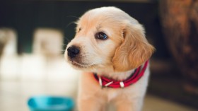Dog Neutering: Dog Health Study Warns Owners Not to Neuter These Dog Breeds Too Early [Study]