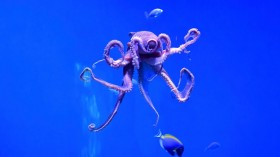 A stock photo of an octopus