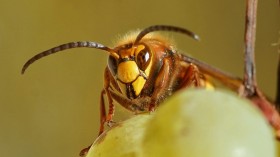 10% of Asian Hornets in the UK Survive During Winter Months for the First, Enough to Maintain Colony: DNA Analysis Shows  