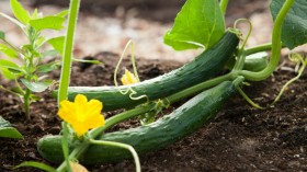 US Cucumber Recall: FDA Issues Warning Against Selling, Consumption of the Contaminated Plant Amid Salmonella Outbreak
