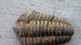 Trilobite Fossils Over 500 Million Years Ago Found Well-Preserved Under Volcanic Ash in Morocco, Revealing Mystery Behind Extinct Animal Group [Study]