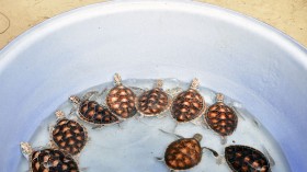 29 Smuggled Turtles from 'Chinese Black Market' Found Inside Bag of Woman Attempting to Cross US-Canada Border
