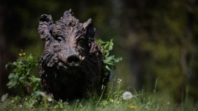 sculpture of wild boar