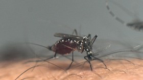 Mosquito Alert Issued for Florida Amid Rise in Dengue Cases, CDC Warns Public of Deadly Dengue Fever Infections