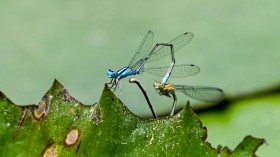 insects in Singapore