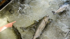 US-ENVIRONMENT-DROUGHT-FISHING