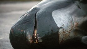 Whale Stranding in Scotland: Experts Blame Orcas After 77 Pilot Whales Washed Up Dead Along Orkney Beach