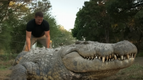 World's Oldest Crocodile: Meet Henry, the 16-Feet Croc With 6 Wives and 10,000 Babies