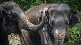 Elephant Trunk Mysteries: Wrinkles Linked to Unique Brain Features in New Study