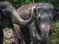 Elephant Trunk Mysteries: Wrinkles Linked to Unique Brain Features in New Study