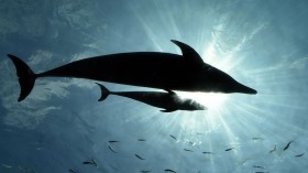 Bottlenose Dolphins in Florida, Louisiana Found Exhaling Microplastic Fibers