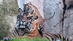 Birth of Four Critically Endangered Sumatran Tigers Cubs Confirmed by Polish Zoo